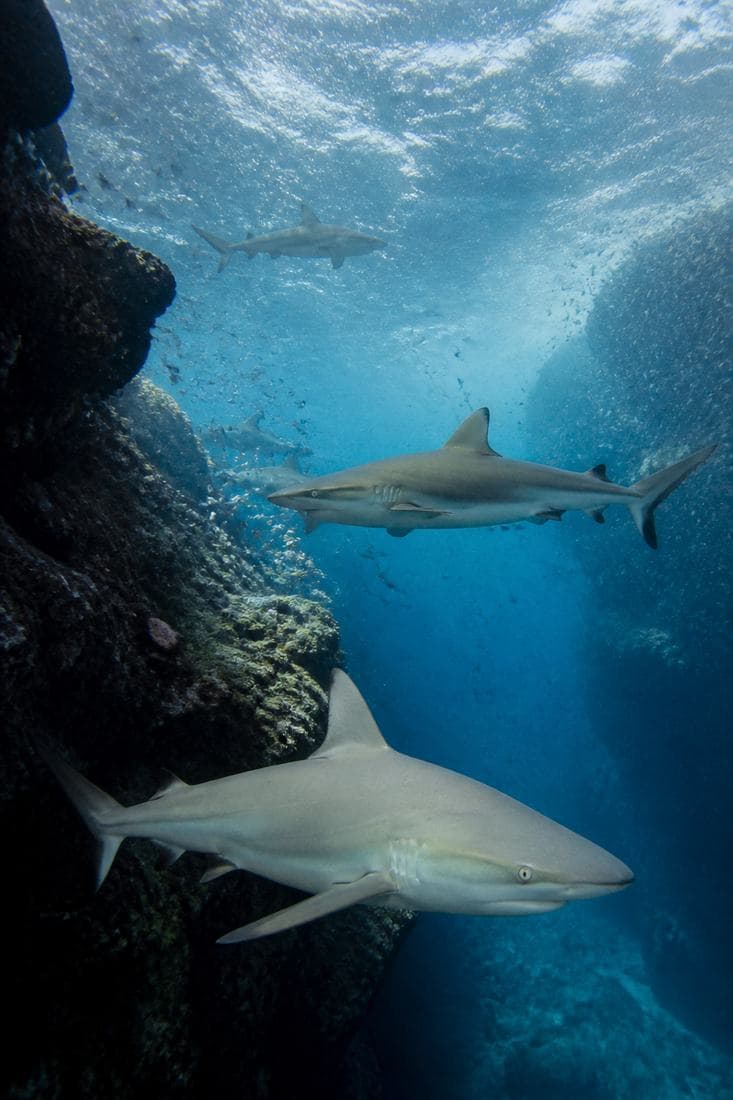 Ari Atoll
